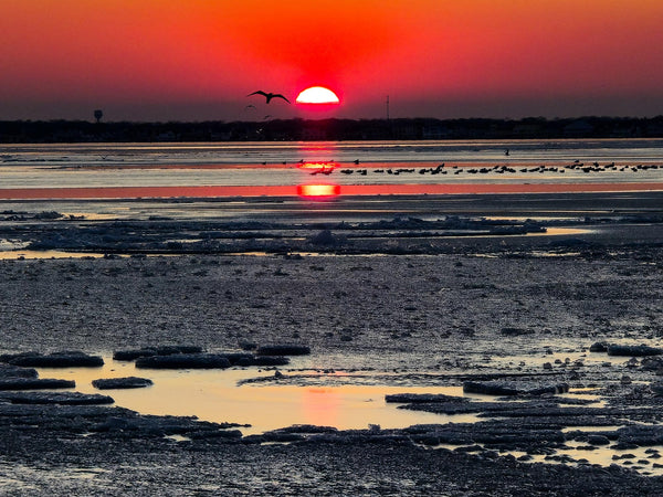 Birdapalooza on Ice (Sunset)