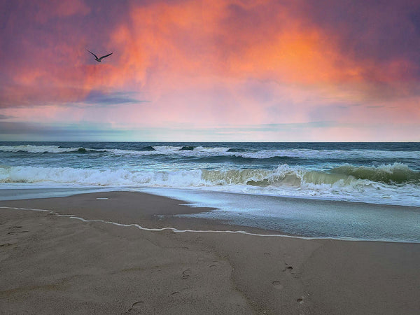 Seagull Surfing